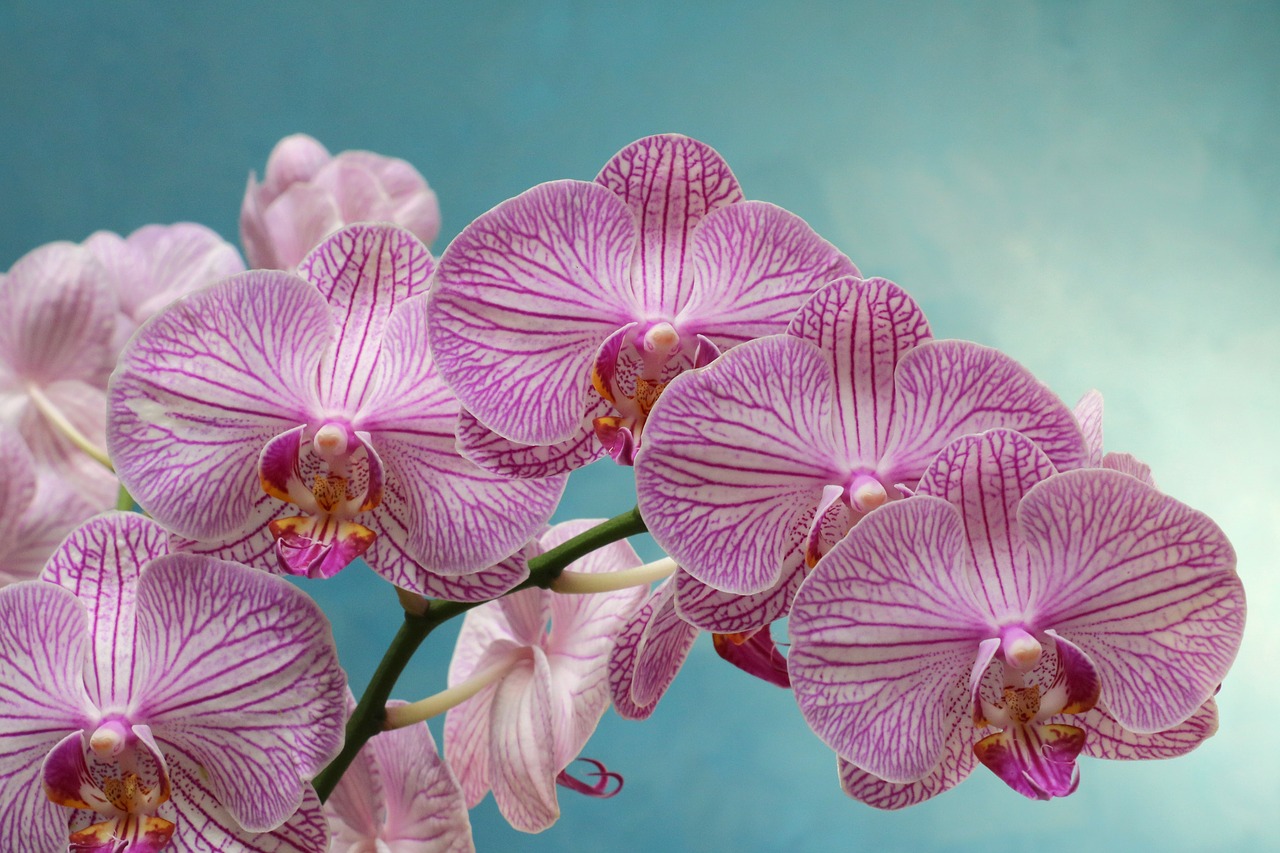 Orchidėja, Violetinė, Gėlė, Žydėti, Violetinė, Nemokamos Nuotraukos,  Nemokama Licenzija