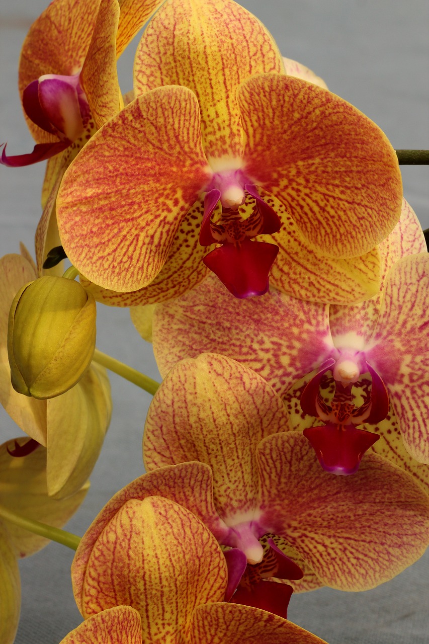 Orchidėja, Orchidėjų Gėlė, Žiedas, Žydėti, Gėlė, Uždaryti, Augalas, Žydėti, Orchidėjų Žiedas, Phalaenopsis