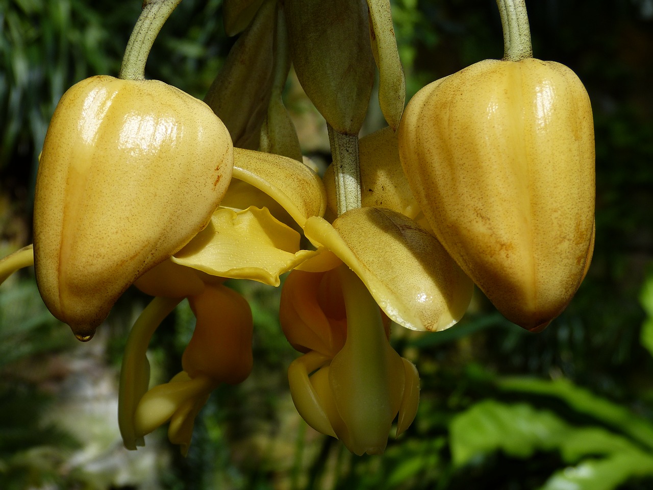 Orchidėja, Gėlė, Žiedas, Žydėti, Augalas, Atogrąžų, Egzotiškas, Gamta, Flora, Anglija