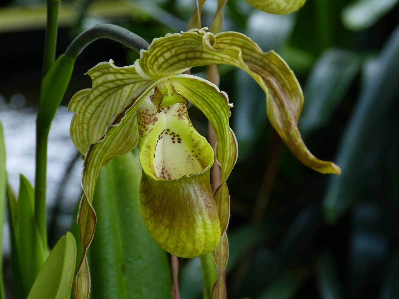 Orchidėja, Gėlė, Žiedas, Žydėti, Augalas, Atogrąžų, Egzotiškas, Gamta, Flora, Anglija