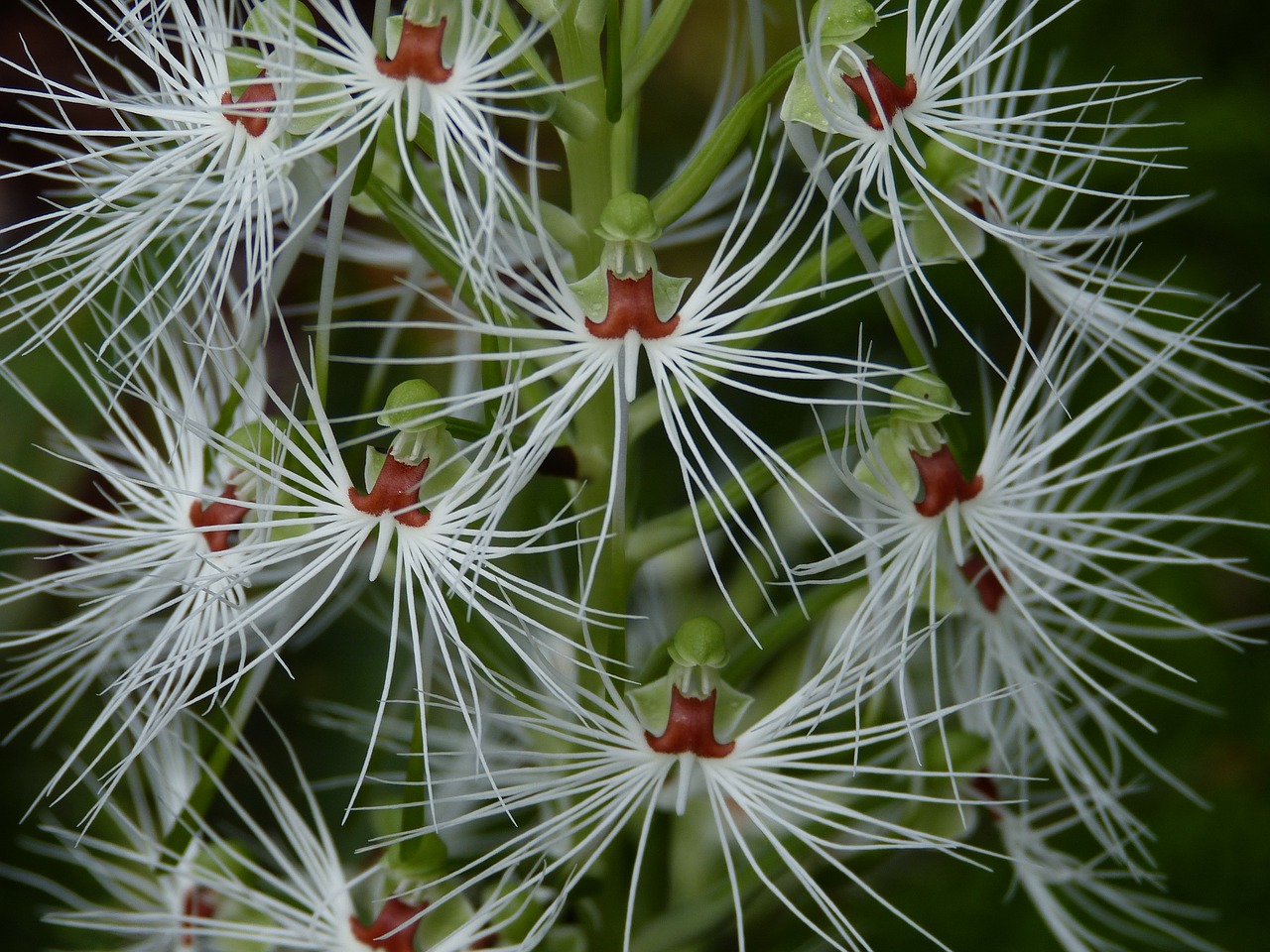 Orchidėja, Gėlė, Žiedas, Žydėti, Augalas, Atogrąžų, Egzotiškas, Gamta, Flora, Anglija