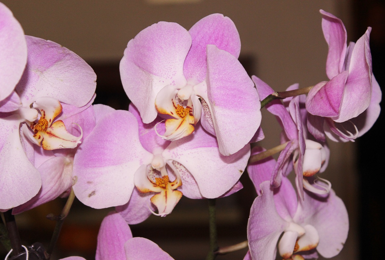 Orchidėja, Rožinė Gėlė, Fascia Gėlė, Žiedlapis, Žiedas, Žydėti, Rožinis, Flora, Gamta, Botanikos