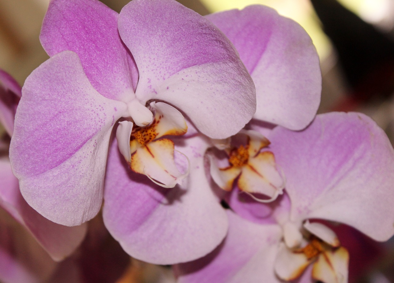 Orchidėja, Rožinė Gėlė, Fascia Gėlė, Žiedlapis, Žiedas, Žydėti, Rožinis, Flora, Gamta, Botanikos