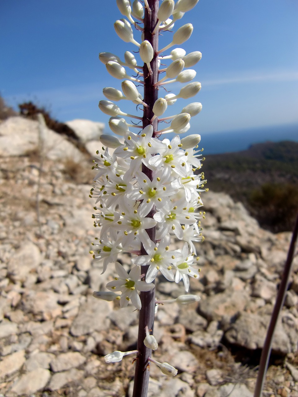 Orchidėja, Žiedas, Žydėti, Balta, Žydintys Stiebai, Gėlė, Augalas, Gamta, Uždaryti, Laukinė Gėlė