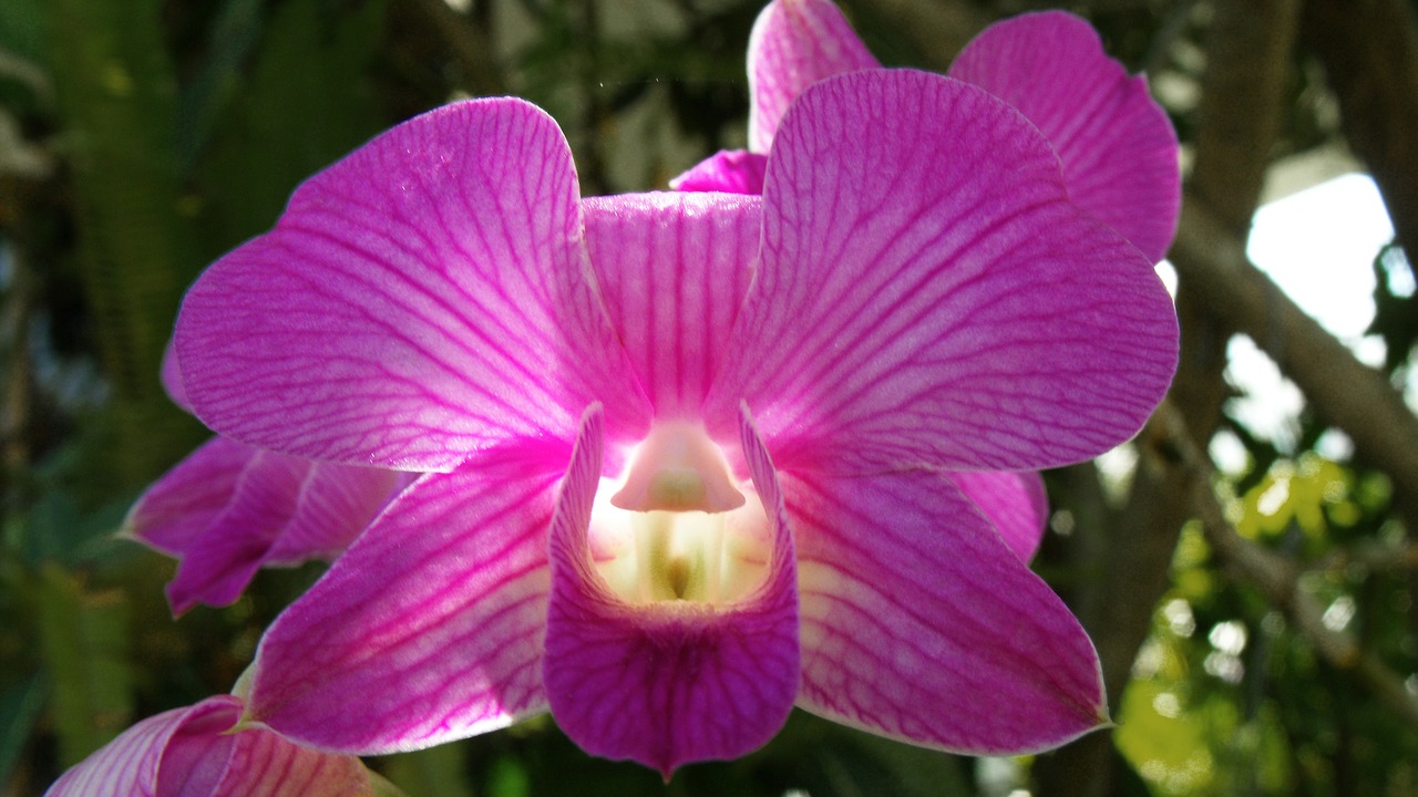 Orchidėja, Violetinė, Graži Šviesa, Nemokamos Nuotraukos,  Nemokama Licenzija