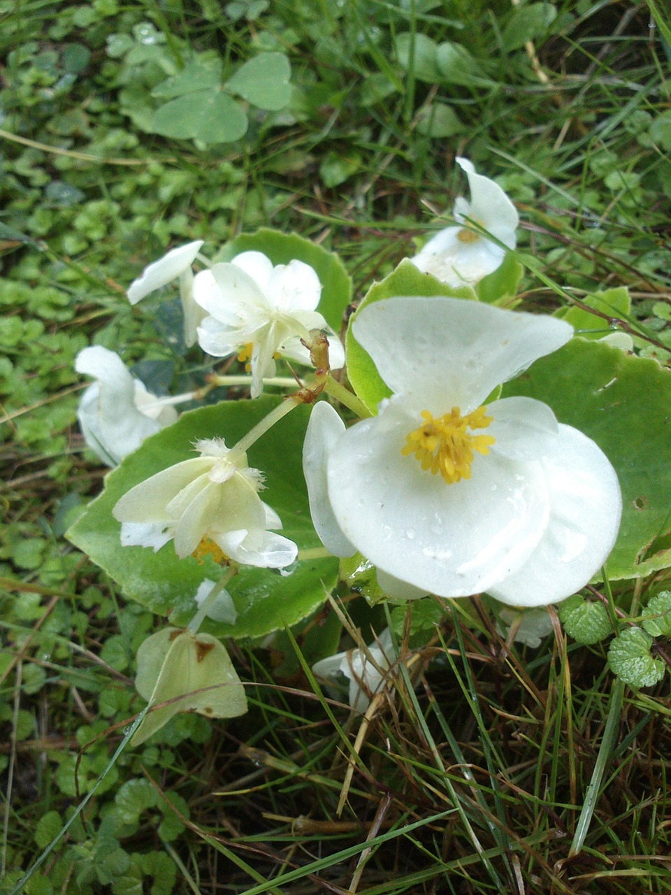 Orchidėja, Gėlė, Balta, Augalas, Orchidaceae, Flora, Orchidė, Nemokamos Nuotraukos,  Nemokama Licenzija