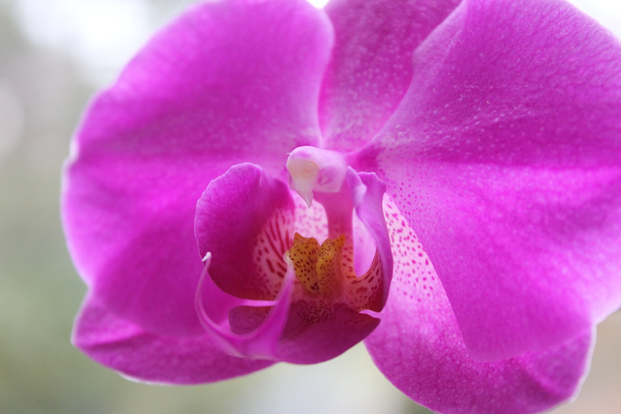 Orchidėja, Violetinė, Flora, Gėlė, Žiedas, Žydėti, Augalas, Gražus, Gamta, Nemokamos Nuotraukos