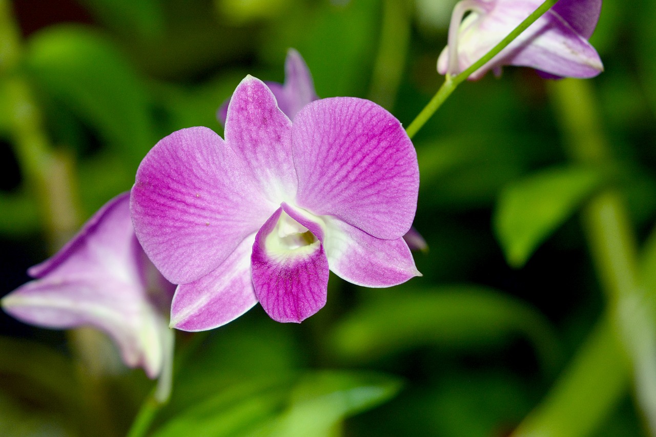Orchidėja, Gėlė, Egzotiškas, Augalas, Nemokamos Nuotraukos,  Nemokama Licenzija