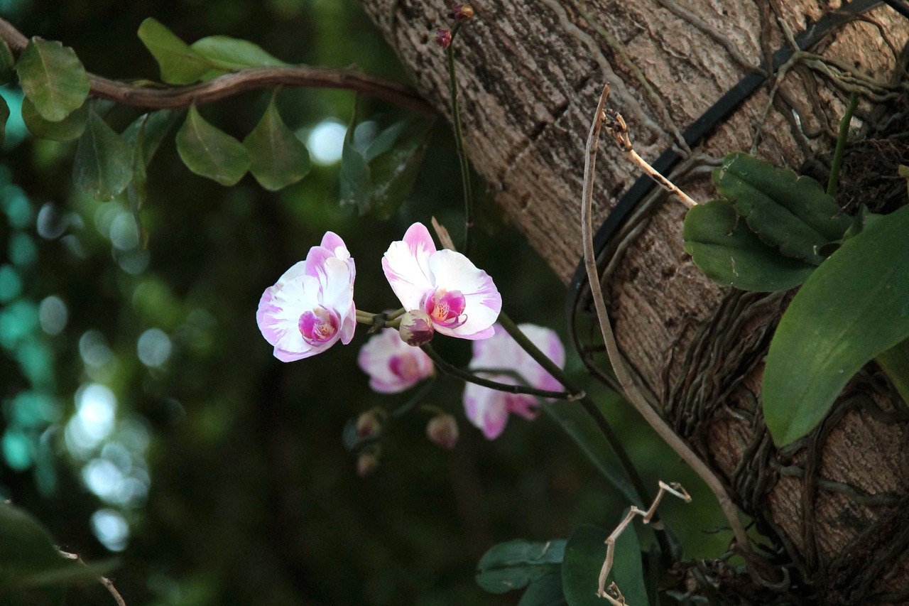 Orchidėja, Medis, Gėlė, Pavasaris, Žiedas, Žydėti, Gamta, Parkas, Senas Medis, Augalas