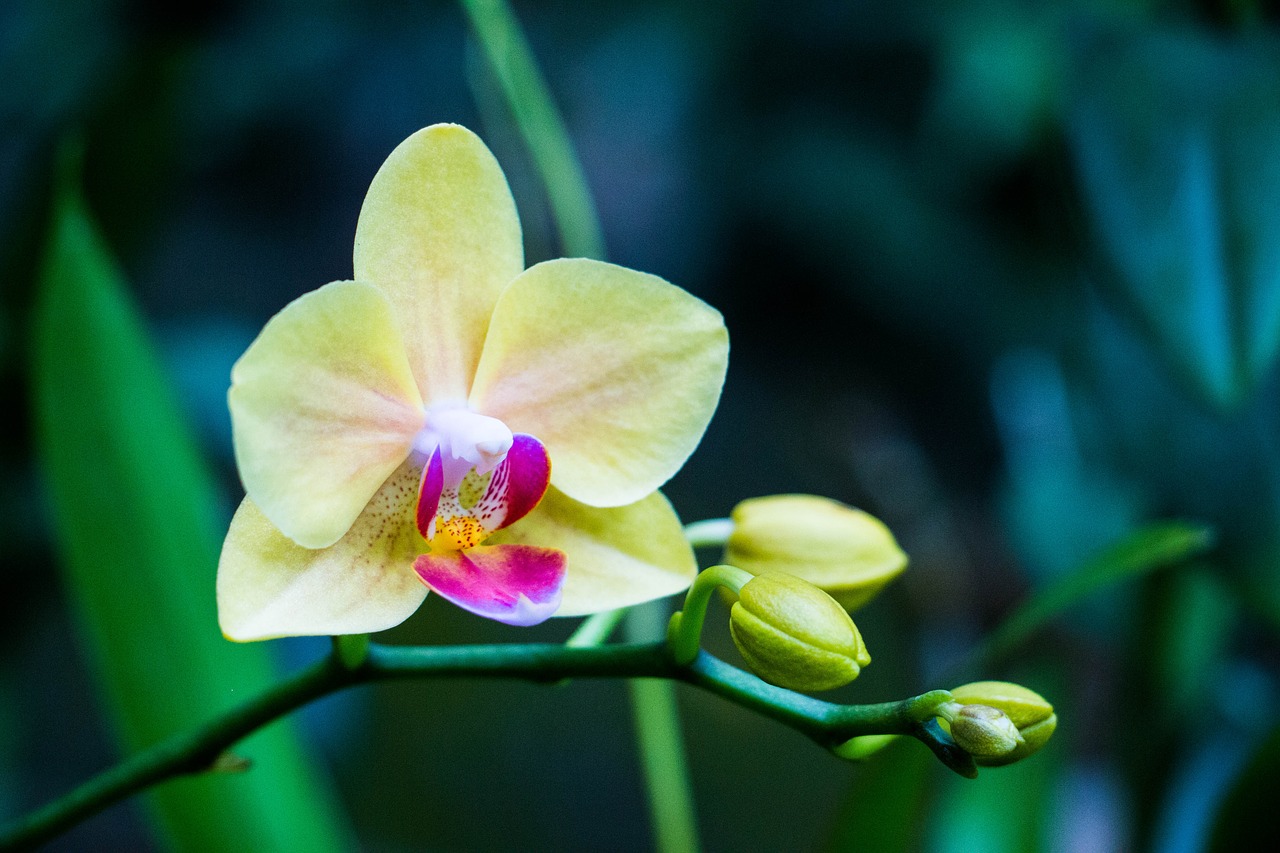 Orchidėja, Gėlė, Šri Lanka, Nemokamos Nuotraukos,  Nemokama Licenzija