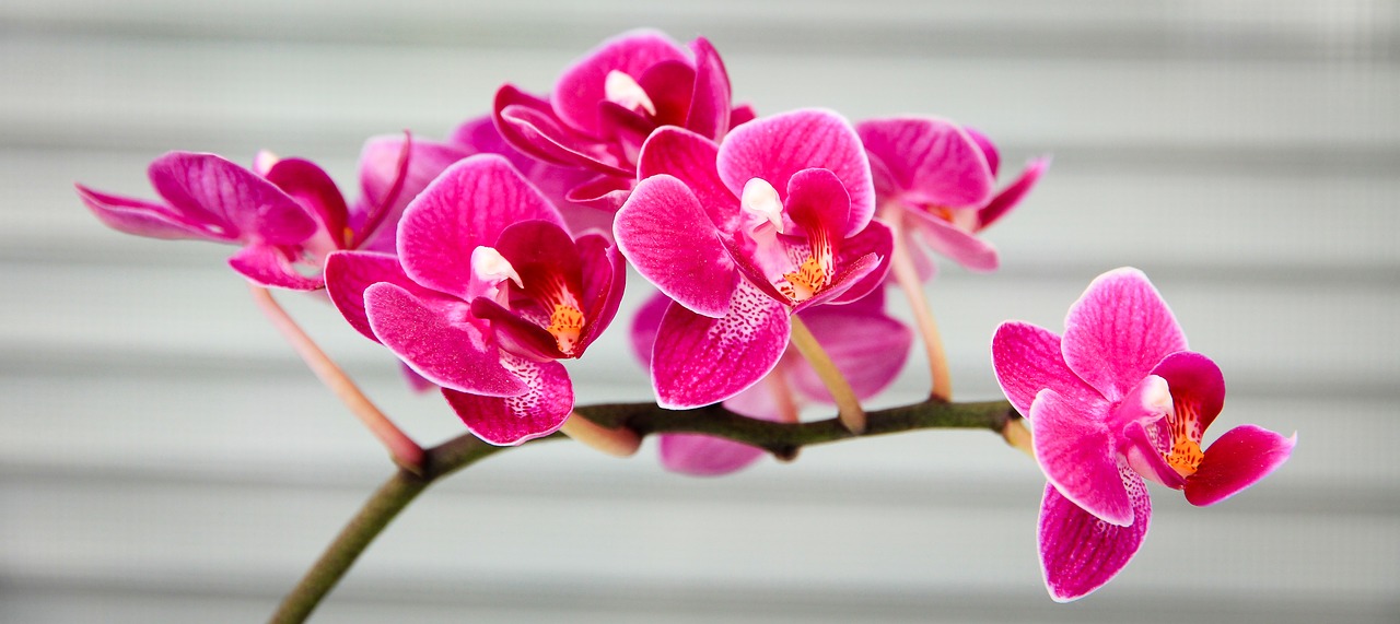 Orchidėja, Rožinis, Flora, Gėlė, Nemokamos Nuotraukos,  Nemokama Licenzija