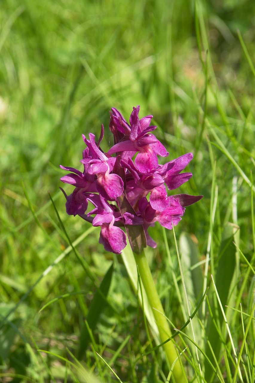 Orchidėja, Prato, Gamta, Vasara, Žalias, Gėlės, Žolė, Pavasaris, Nemokamos Nuotraukos,  Nemokama Licenzija