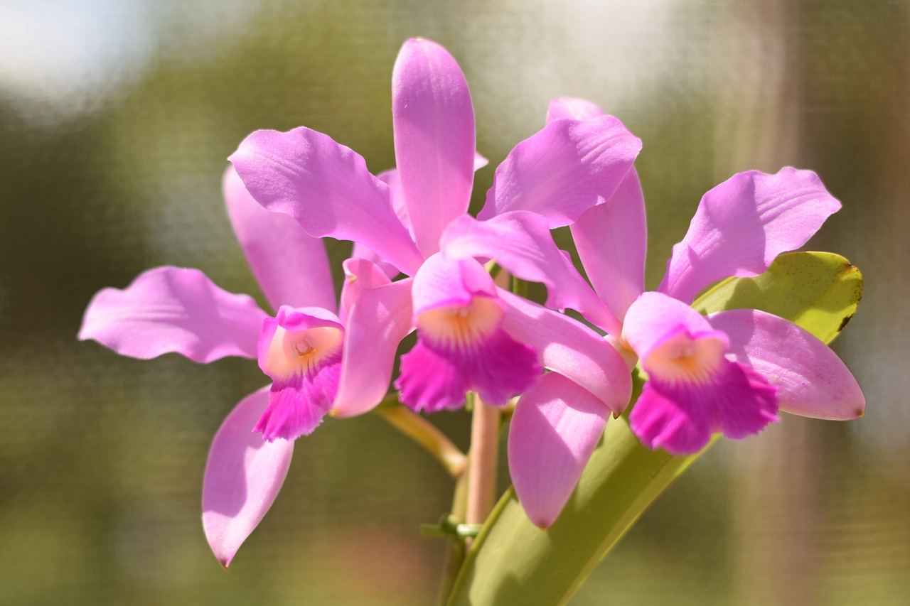 Orchidėja, Gėlė, Augalas, Nemokamos Nuotraukos,  Nemokama Licenzija