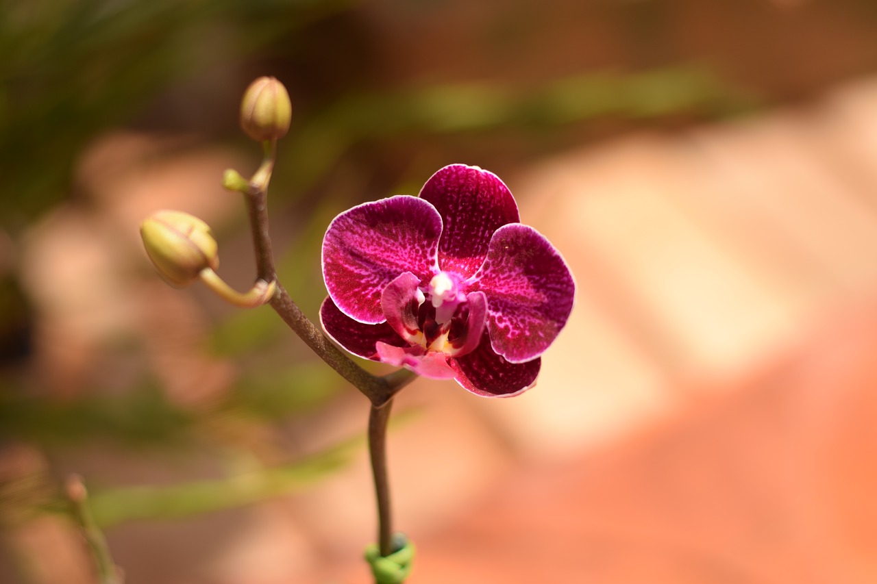Orchidėja, Gėlė, Augalas, Rosa, Nemokamos Nuotraukos,  Nemokama Licenzija