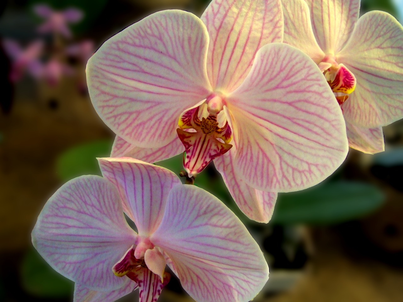 Orchidėja, Gėlė, Augalas, Orchidėja, Dekoratyvinis, Grožis, Švelnus, Geltona, Balta, Brindle