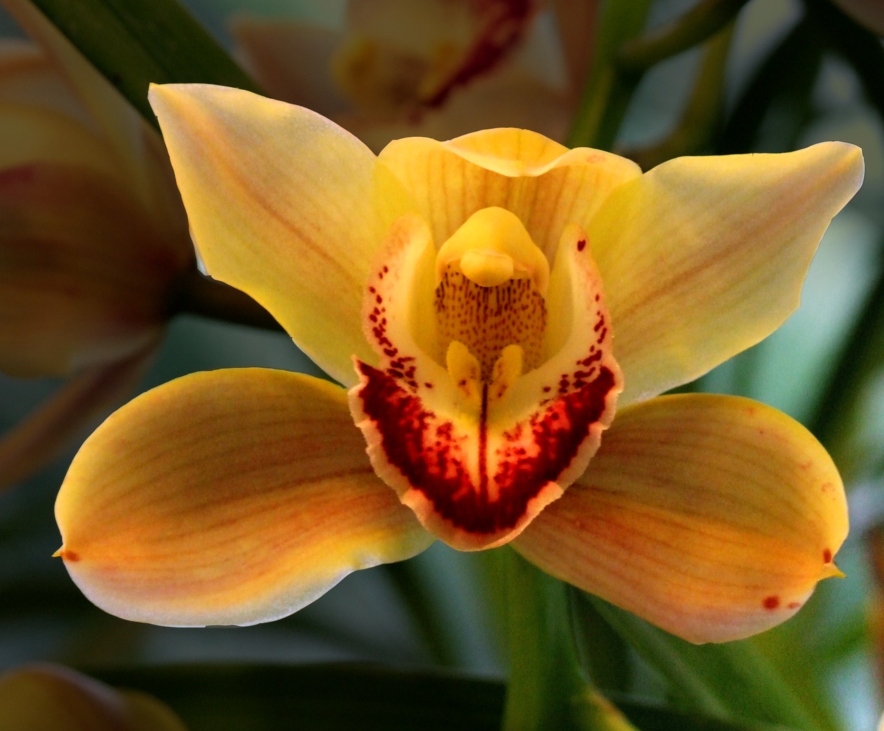 Orchidėja, Gėlė, Augalas, Orchidėja, Dekoratyvinis, Grožis, Švelnus, Geltona, Raudona, Brindle