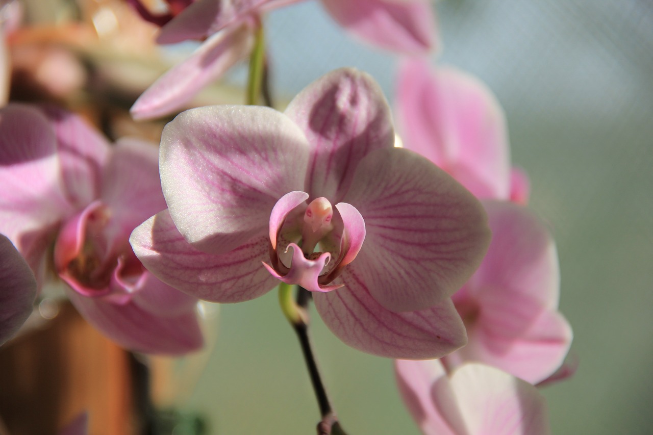 Orchidėja, Gėlė, Saulės Šviesa, Rožinis, Nemokamos Nuotraukos,  Nemokama Licenzija