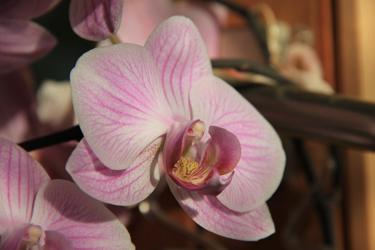 Orchidėja, Gėlė, Saulės Šviesa, Rožinis, Nemokamos Nuotraukos,  Nemokama Licenzija
