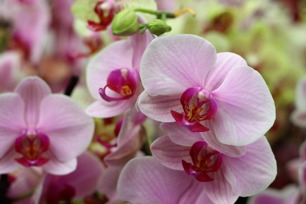 Orchidėja, Gėlė, Izoliuotas, Apdaila, Budas, Gyvas, Atogrąžų, Balta, Pavasaris, Žiedlapis