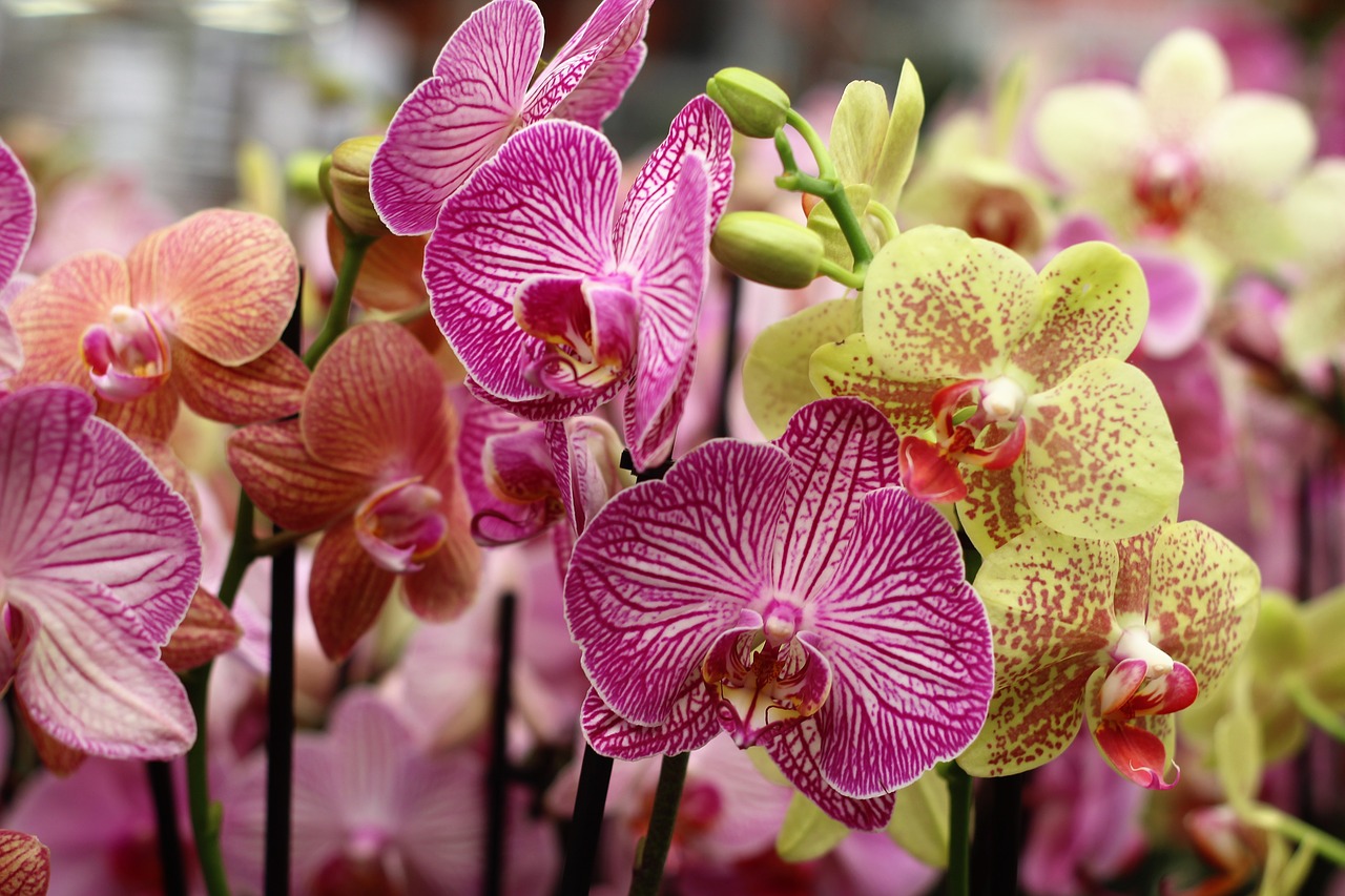 Orchidėja, Gėlė, Izoliuotas, Apdaila, Budas, Gyvas, Atogrąžų, Balta, Pavasaris, Žiedlapis