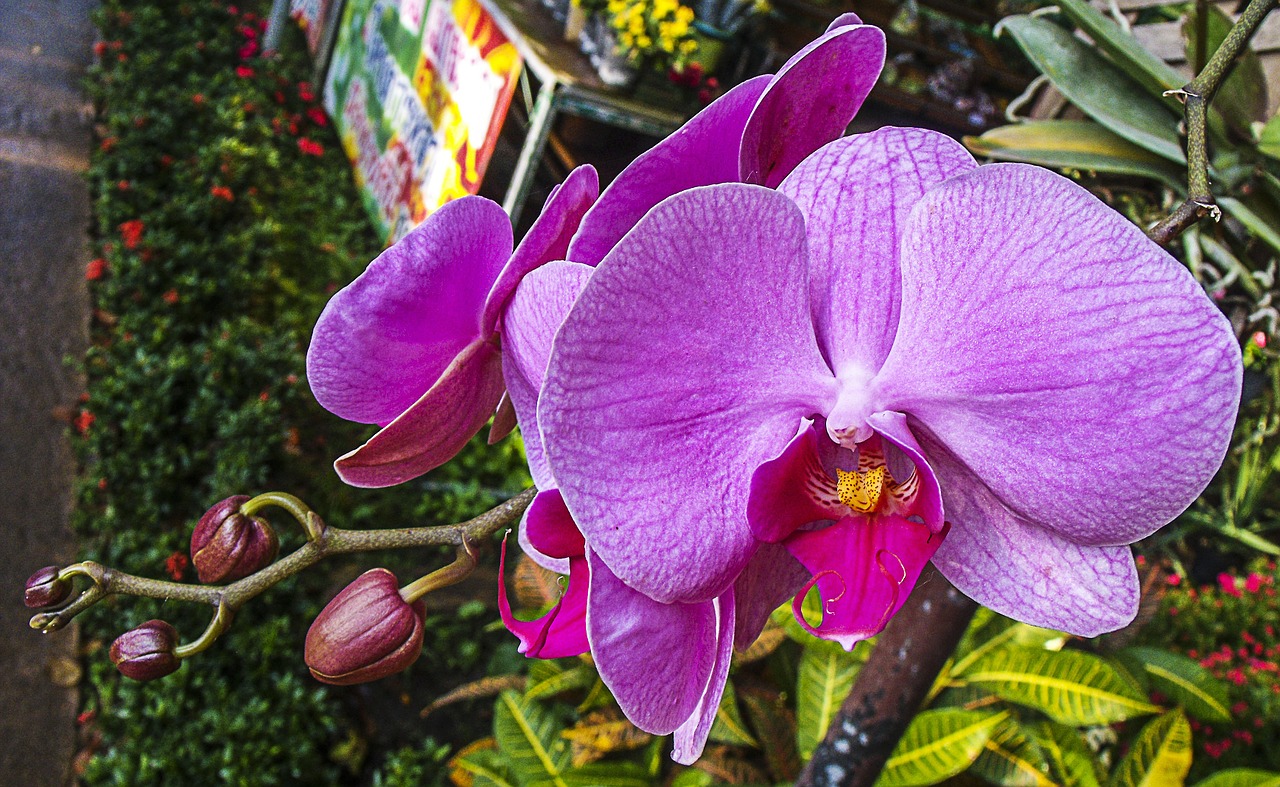 Orchidėja, Gėlė, Žiedas, Žydėti, Nemokamos Nuotraukos,  Nemokama Licenzija