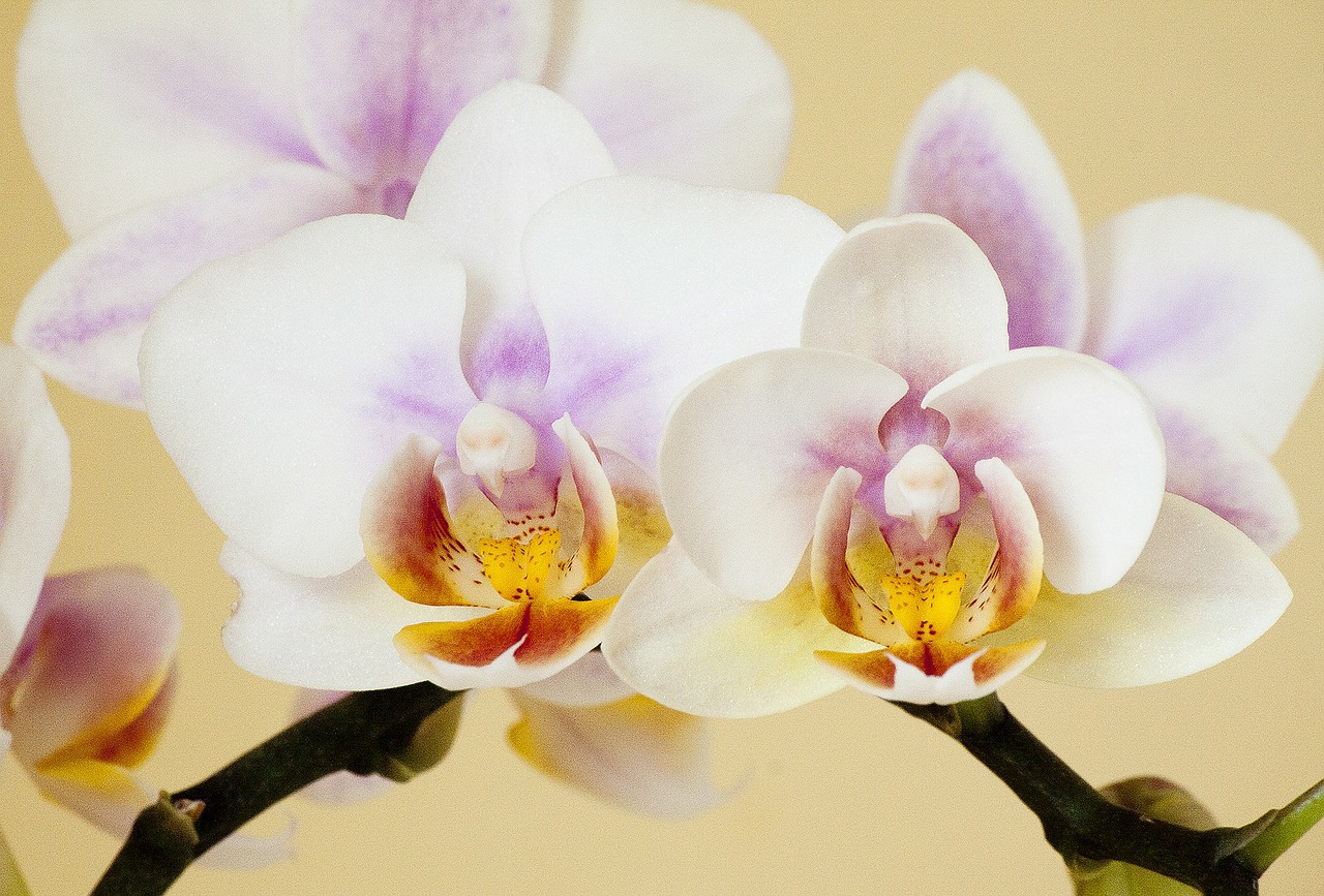 Orchidėja, Orchidaceae, Phaleonopsis, Orchidė, Orchidales, Balta, Gamta, Kambarinis Augalas, Gėlė, Žiedas