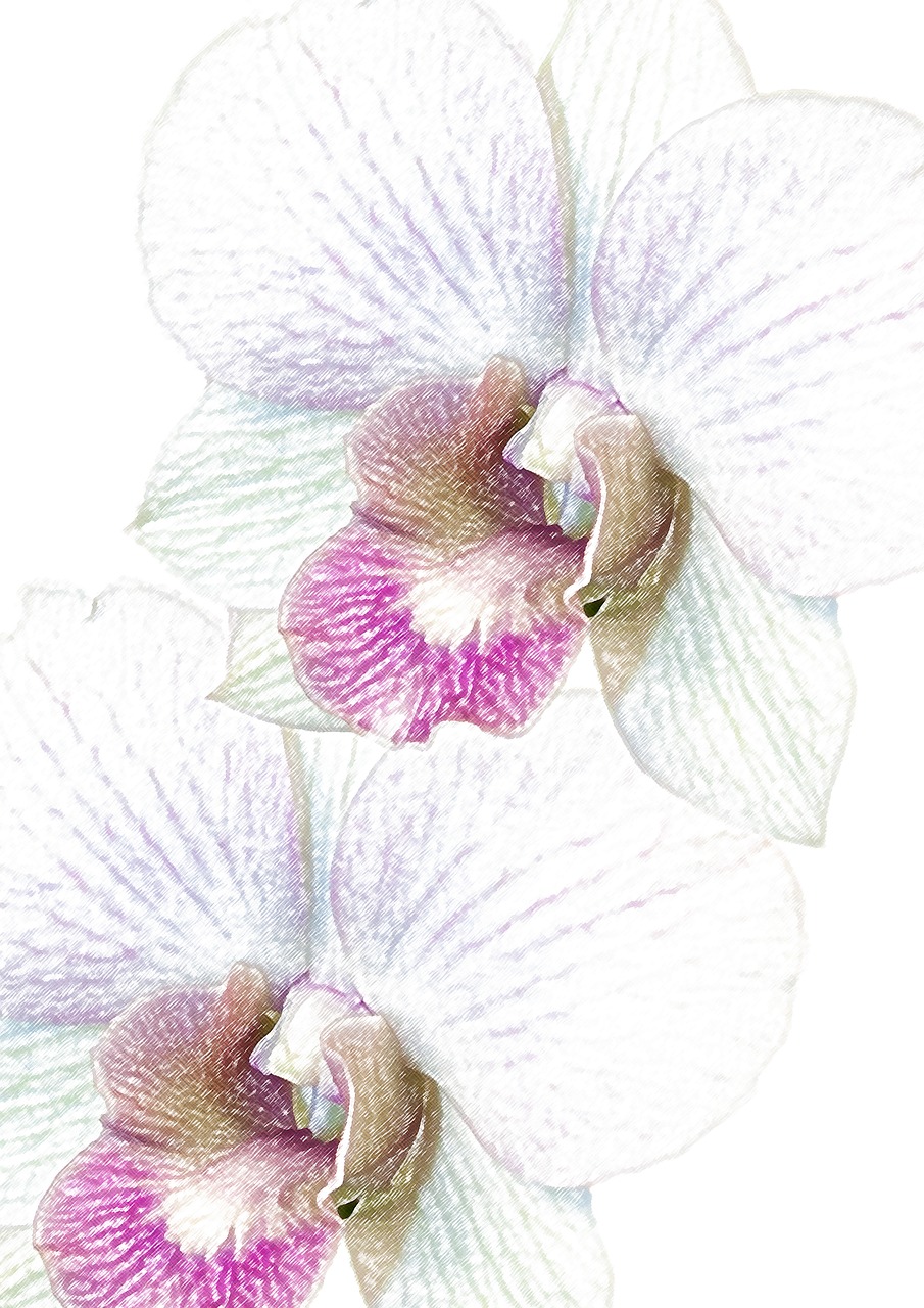 Orchidėja, Phalaenopsis, Akvarelė, Egzotiškas, Phalaenopsis Orchidėja, Gėlė, Atogrąžų, Drugelis Orchidėja, Augalas, Žiedas