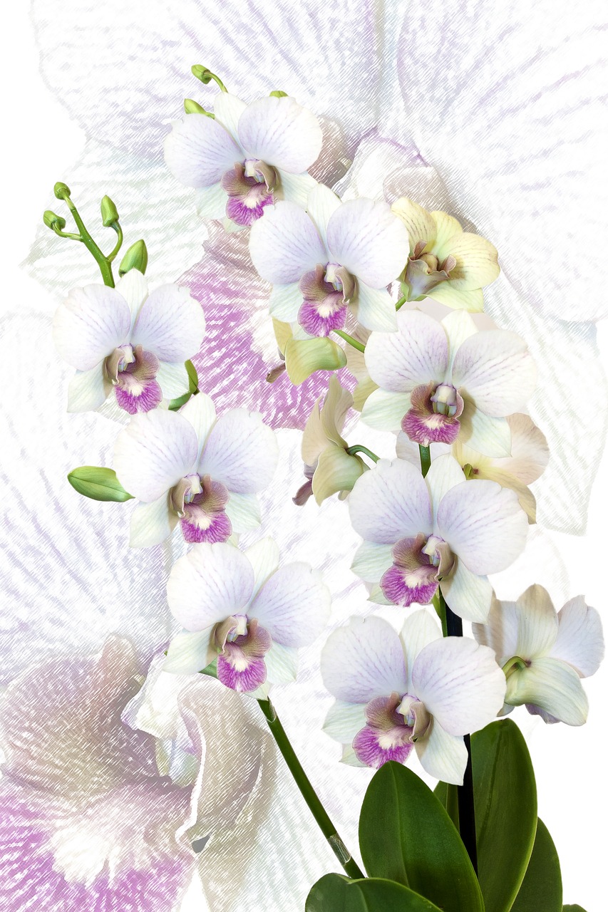 Orchidėja, Phalaenopsis, Egzotiškas, Phalaenopsis Orchidėja, Gėlė, Atogrąžų, Drugelis Orchidėja, Augalas, Žiedas, Žydėti