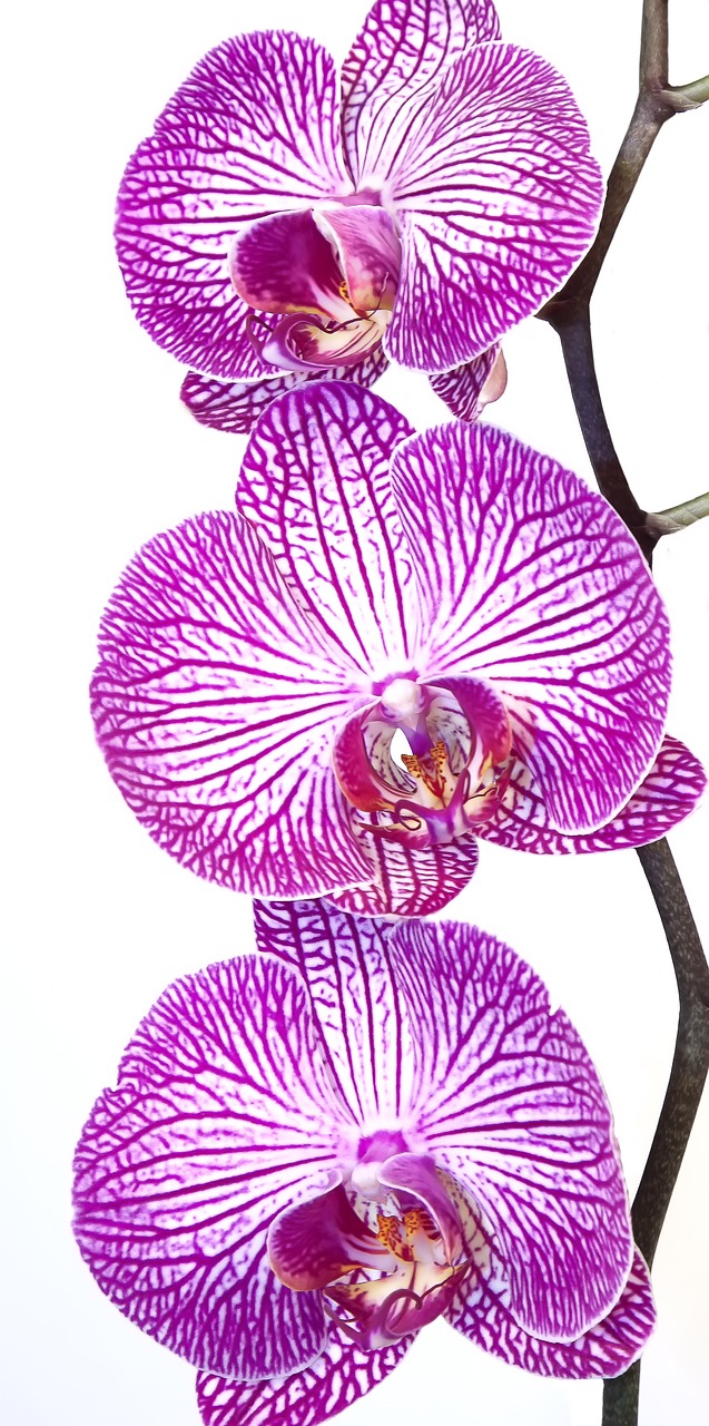 Orchidėja, Phalaenopsis, Rožinis, Violetinė, Dryžuotas, Gėlė, Egzotiškas, Phalaenopsis Orchidėja, Atogrąžų, Drugelis Orchidėja