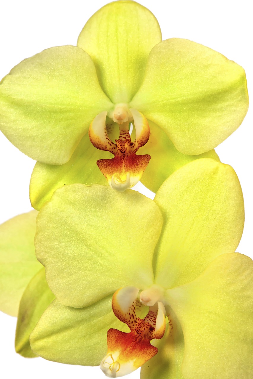 Orchidėja, Phalaenopsis, Egzotiškas, Geltona, Raudona, Oranžinė, Citrina, Gėlė, Phalaenopsis Orchidėja, Atogrąžų