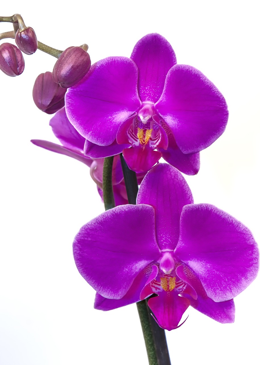 Orchidėja, Phalaenopsis, Rožinis, Violetinė, Gėlė, Egzotiškas, Phalaenopsis Orchidėja, Atogrąžų, Drugelis Orchidėja, Augalas
