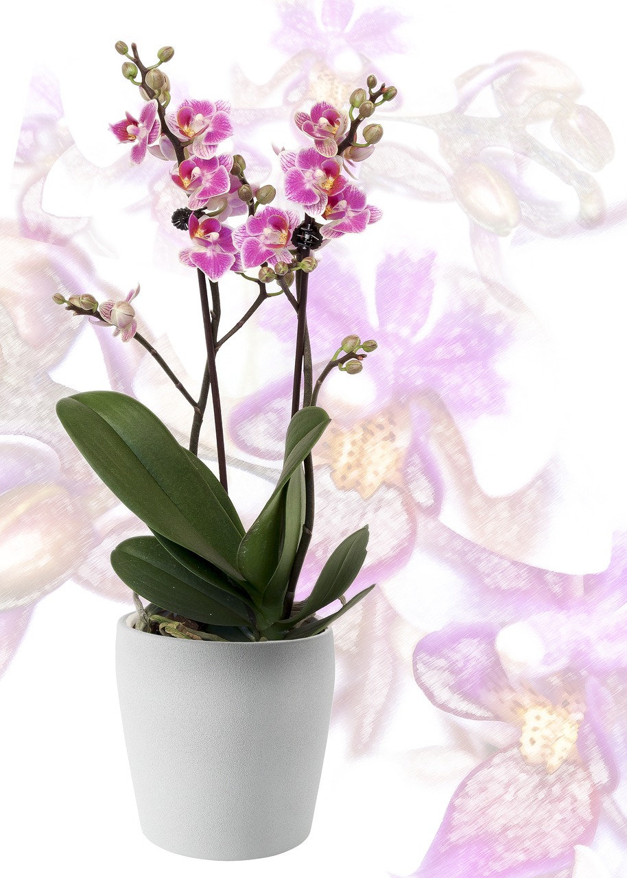Orchidėja, Phalaenopsis, Geltona, Raudonos Lūpos, Dryžuotas, Gėlė, Egzotiškas, Phalaenopsis Orchidėja, Atogrąžų, Drugelis Orchidėja