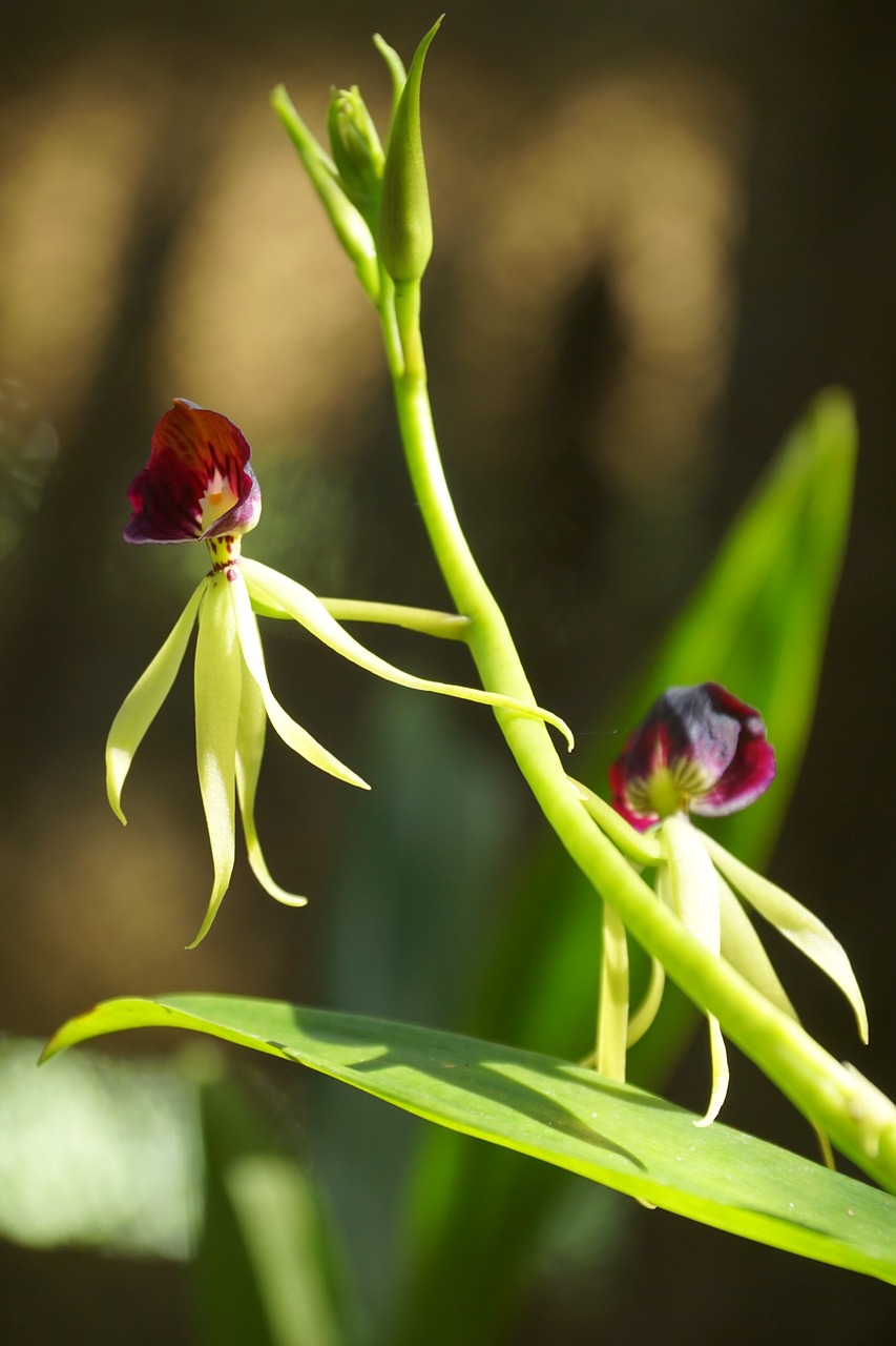 Orchidėja, Gėlė, Soro, Kuba, Nemokamos Nuotraukos,  Nemokama Licenzija