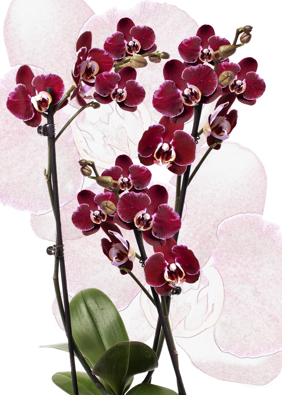 Orchidėja, Phalaenopsis, Raudona, Phalaenopsis Orchidėja, Gėlė, Atogrąžų, Drugelis Orchidėja, Augalas, Žiedas, Žydėti