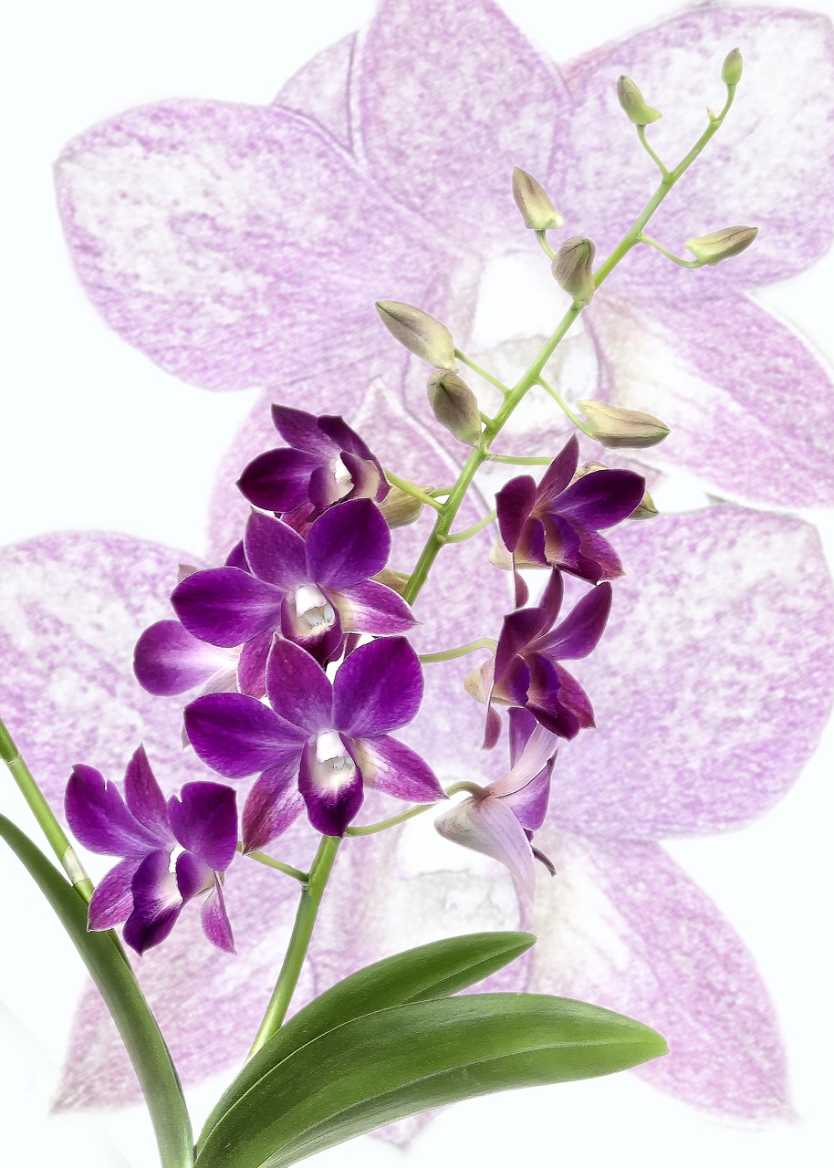 Orchidėja, Dendrobiumas, Violetinė, Žiedas, Žydėti, Uždaryti, Flora, Gėlė, Violetinė, Klestėjo