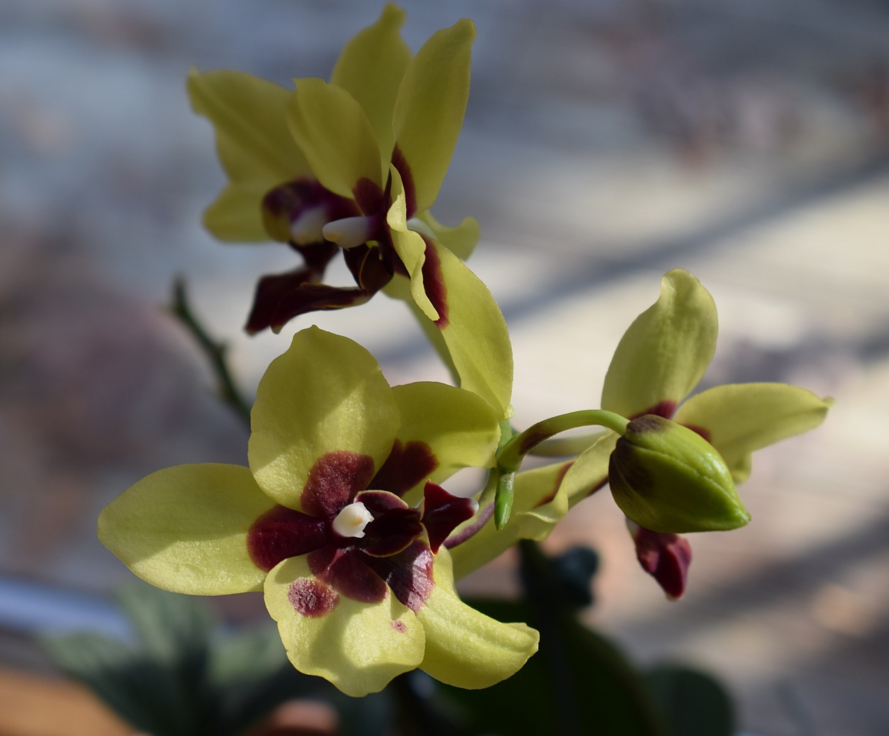 Orchidėja, Naujai Atidaryta, Phalaenopsis, Budas, Geltona, Raudona, Vazoninis Augalas, Augalas, Atogrąžų, Gėlė