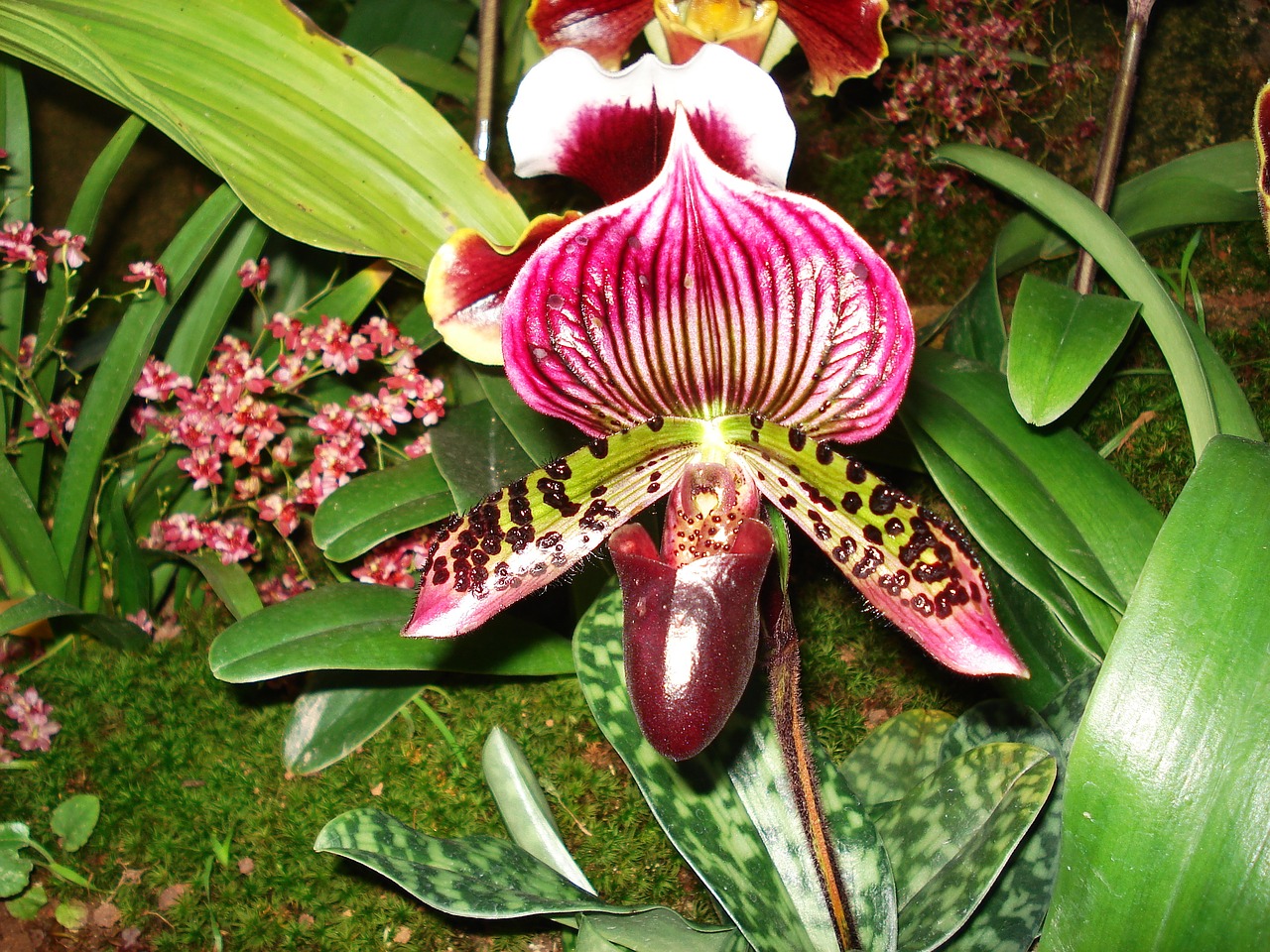 Orchidėja, Paphiopedilum, Papihio, Nemokamos Nuotraukos,  Nemokama Licenzija