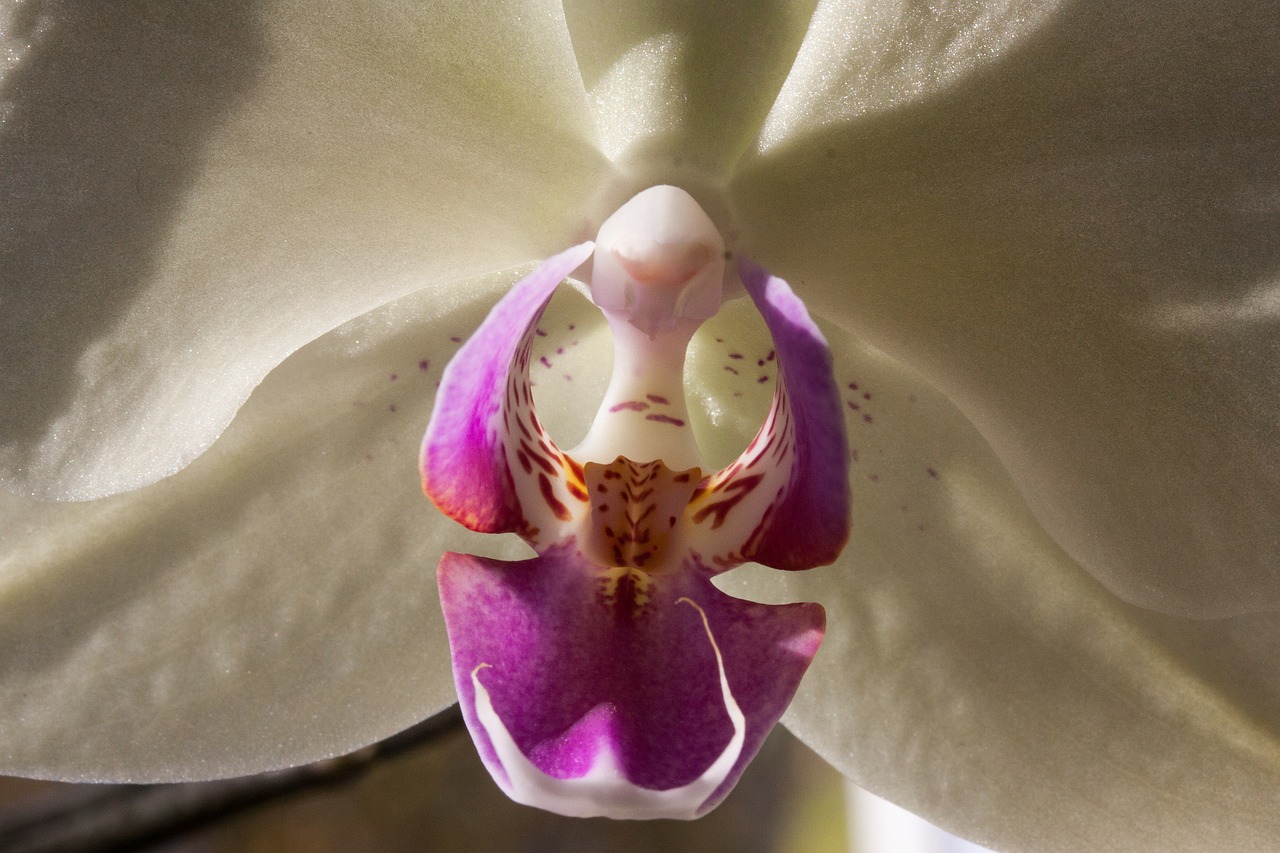 Orchidėja, Balta, Gėlė, Žiedas, Žydėti, Flora, Gamta, Karalienė Gėlių, Phalaenopsis, Makro