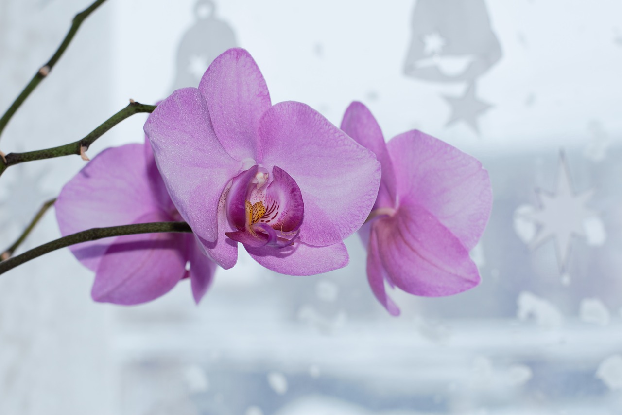 Orchidėja, Graži Gėlė, Flora, Žydėti, Nemokamos Nuotraukos,  Nemokama Licenzija