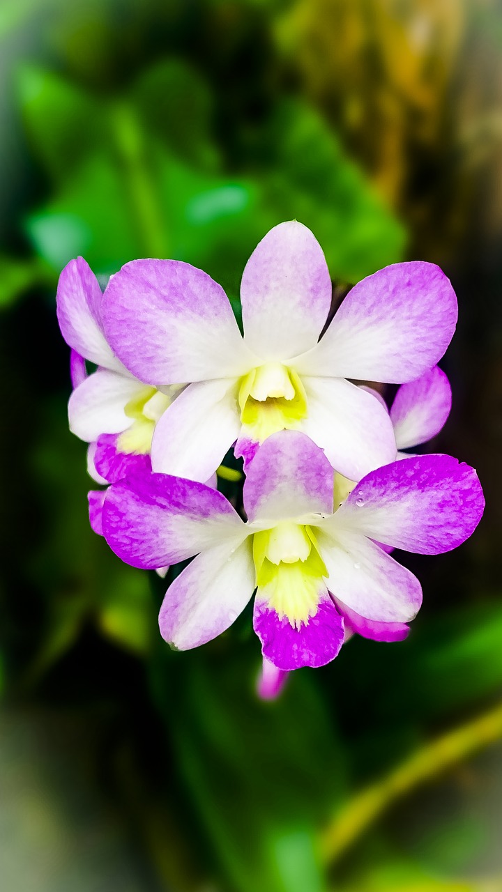 Orchidėja, Žydėti, Ryto Rasa, Nemokamos Nuotraukos,  Nemokama Licenzija