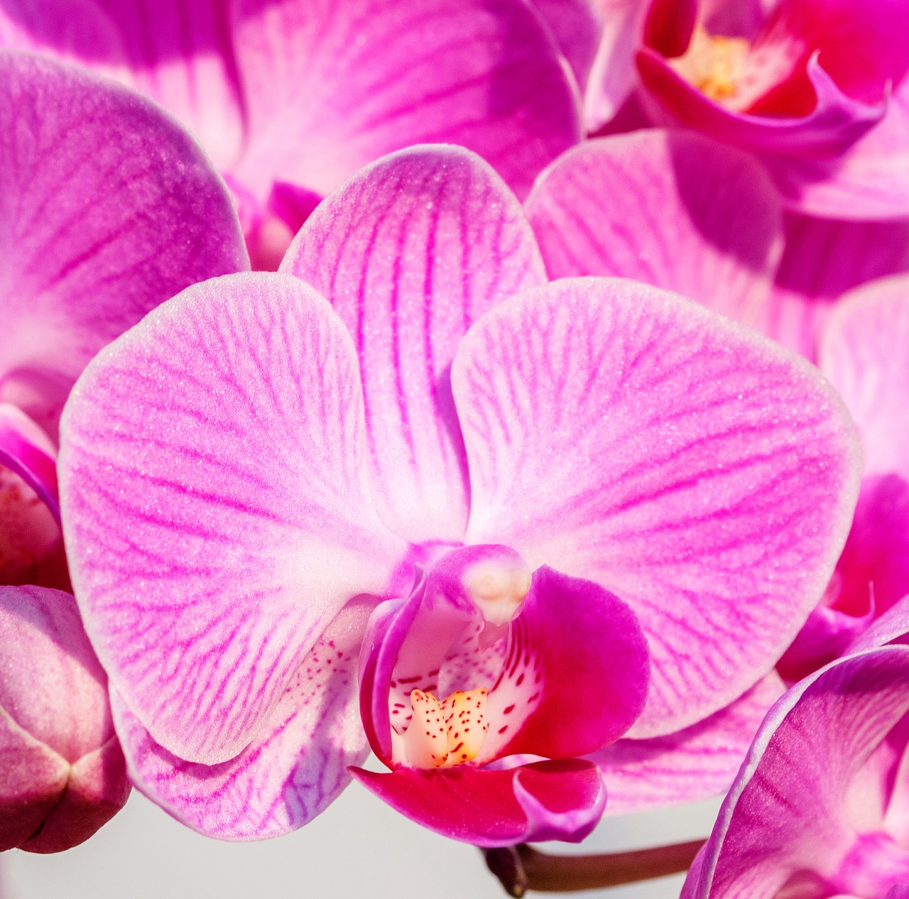 Orchidėja, Rožinis, Išsamiai, Gėlė, Nemokamos Nuotraukos,  Nemokama Licenzija