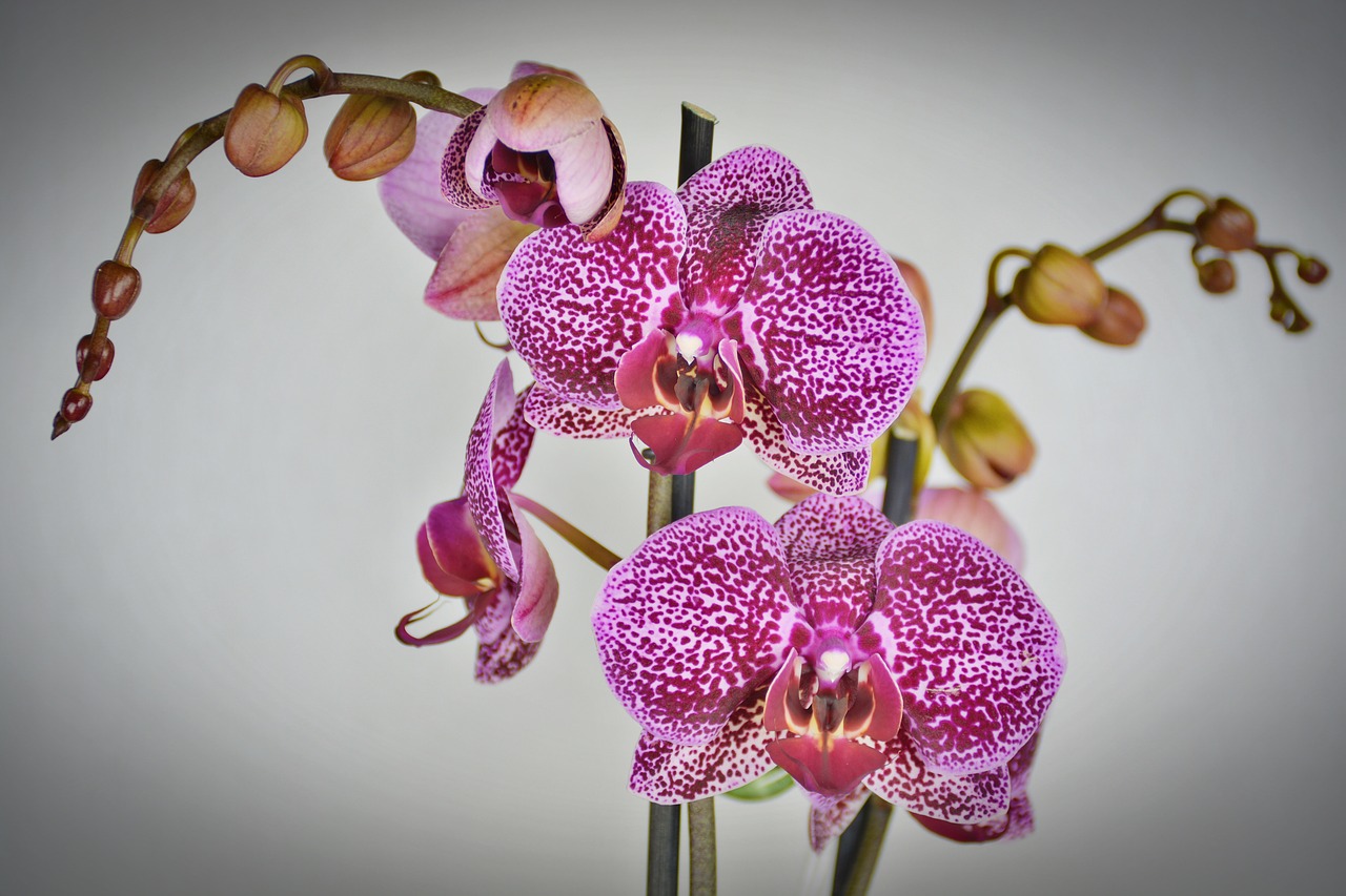 Orchidėja, Gėlė, Žiedas, Žydėti, Balta Violetinė, Violetinė, Egzotiškas, Augalas, Nemokamos Nuotraukos,  Nemokama Licenzija