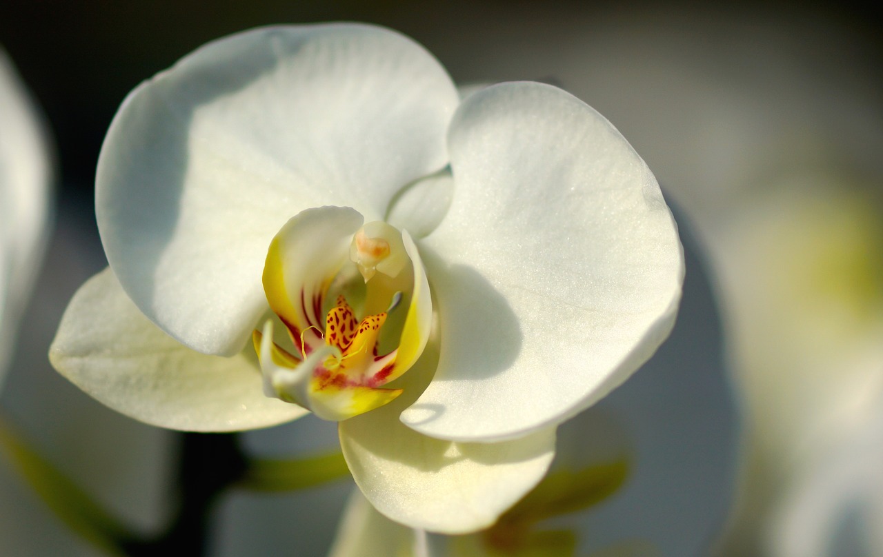 Orchidėja, Balta, Balta Orchidėja, Baltas Žiedas, Žiedas, Žydėti, Gėlė, Phalaenopsis, Gamta, Augalas