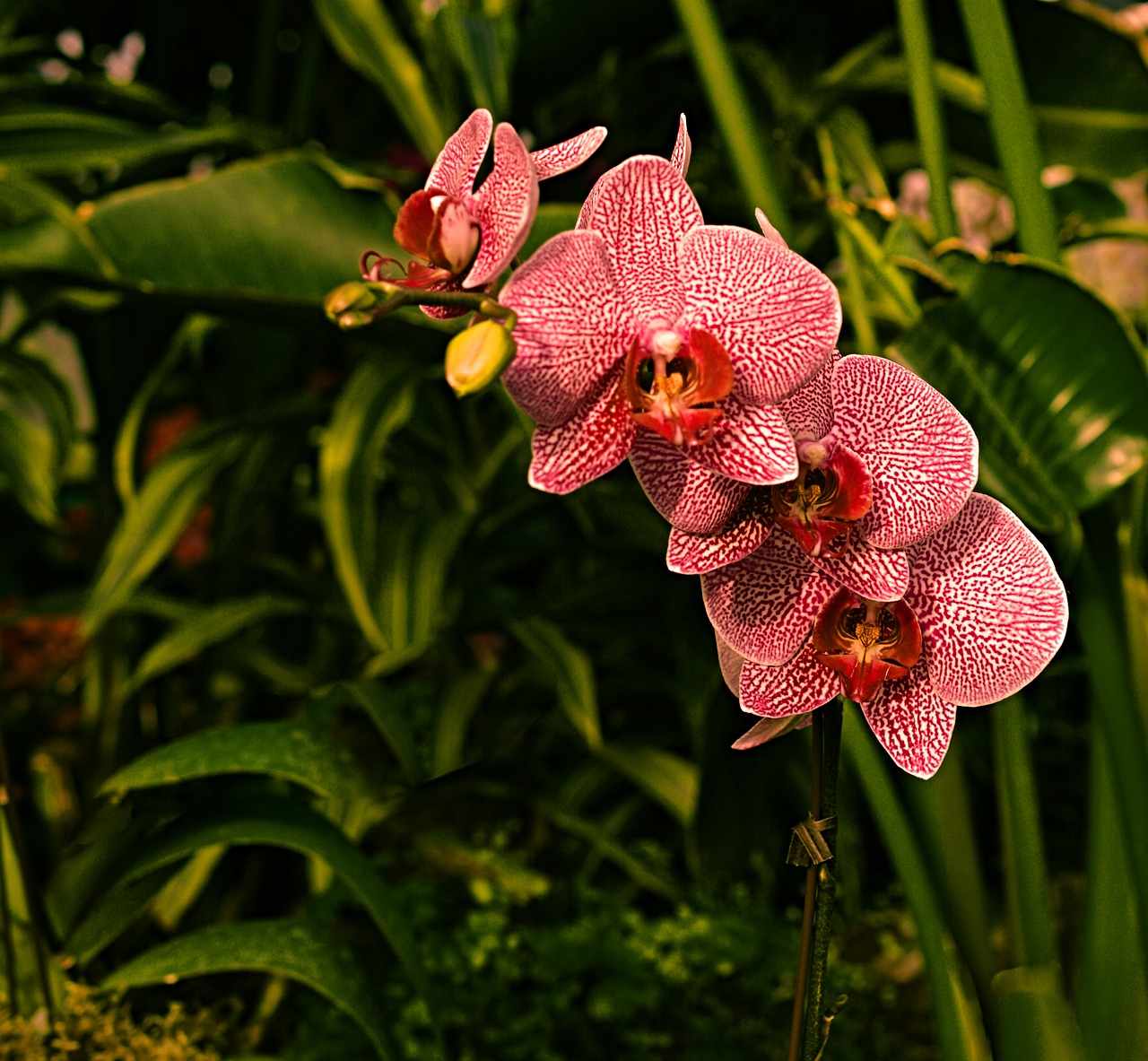 Orchidėja, Raudona, Botanika, Gėlė, Gamta, Flora, Pavasaris, Žiedas, Žiedlapis, Augalas