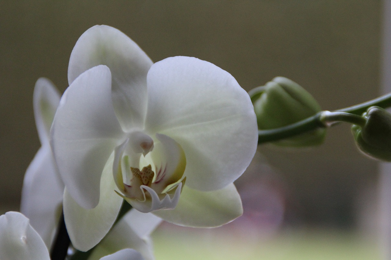 Orchidėja, Balta, Žiedas, Žydėti, Gėlė, Augalas, Flora, Kambarinis Augalas, Balta Orchidėja, Nemokamos Nuotraukos