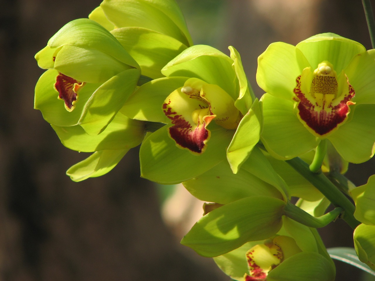 Orchidėja, Gėlės, Žalias, Wanda Gėlės, Nemokamos Nuotraukos,  Nemokama Licenzija