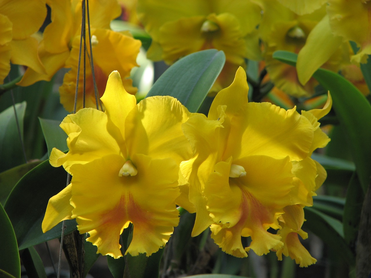 Orchidėja, Gėlės, Geltona, Žydintoji Katė, Nemokamos Nuotraukos,  Nemokama Licenzija