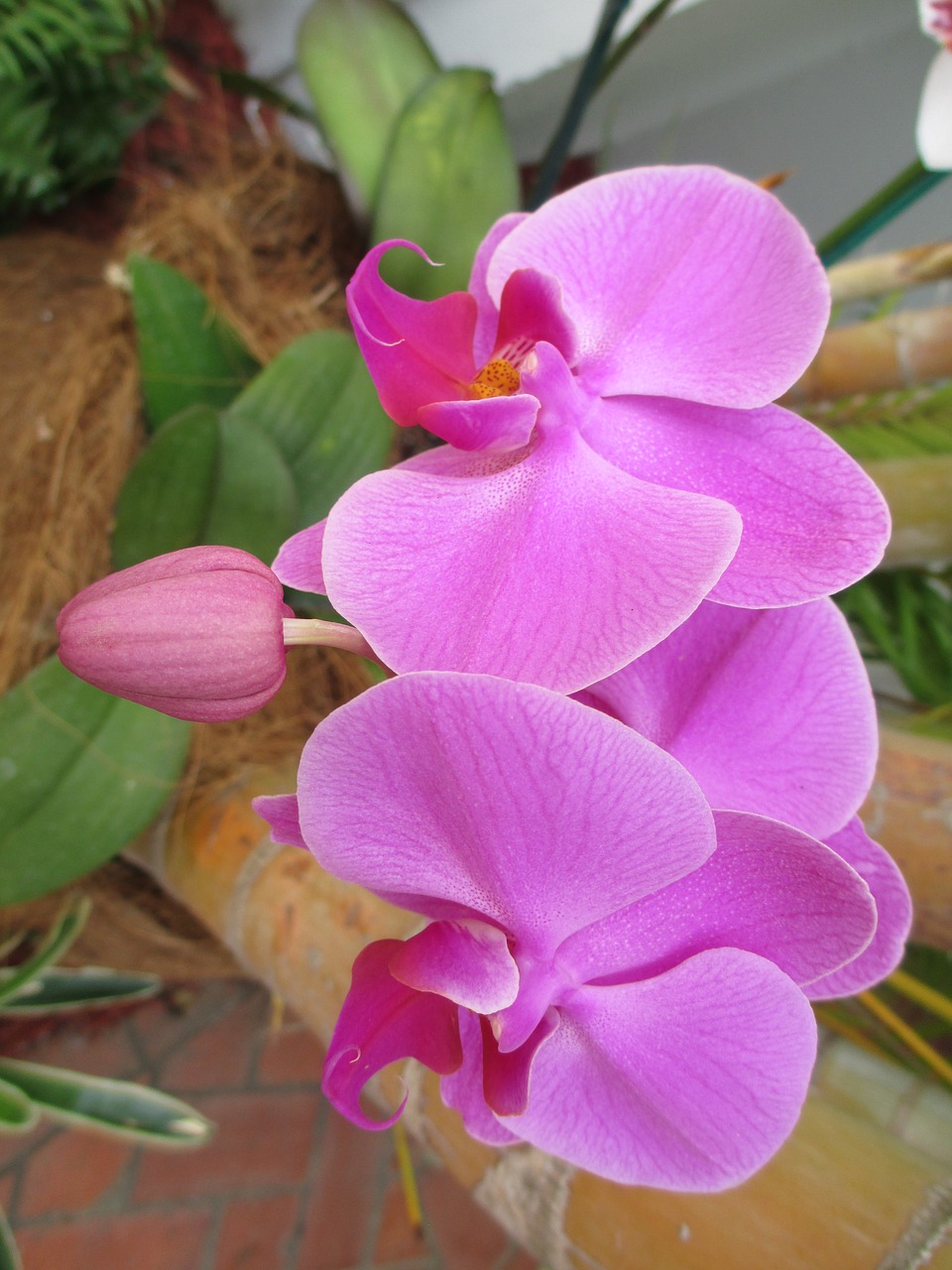 Orchidėja, Gėlė, Spalva, Rožinis, Gamta, Žiedas, Gėlių, Žydėti, Violetinė, San Juanas