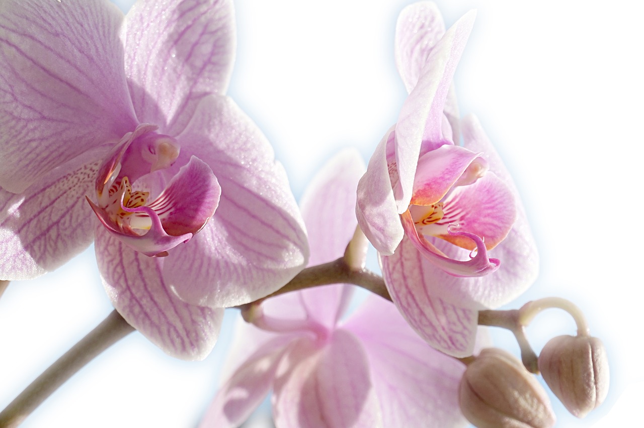 Orchidėja, Laisvas, Rožinis, Uždaryti, Žiedas, Žydėti, Augalas, Gamta, Nemokamos Nuotraukos,  Nemokama Licenzija