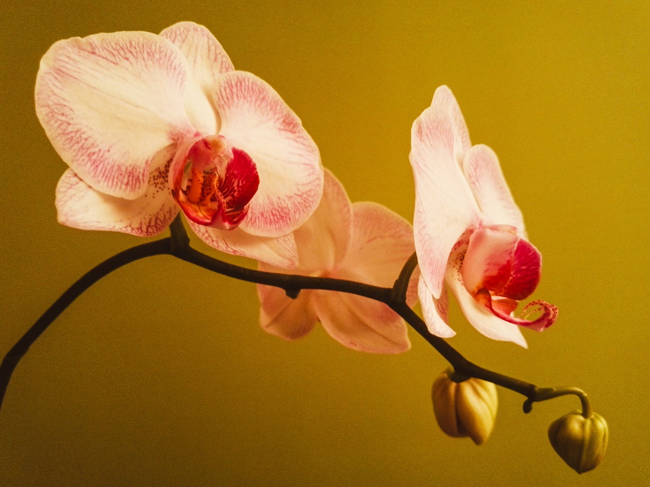 Orchidėja, Žydėti, Gėlės, Phalaenopsis, Augalas, Rožinis, Balta Rožinė, Gamta, Panicle, Nemokamos Nuotraukos